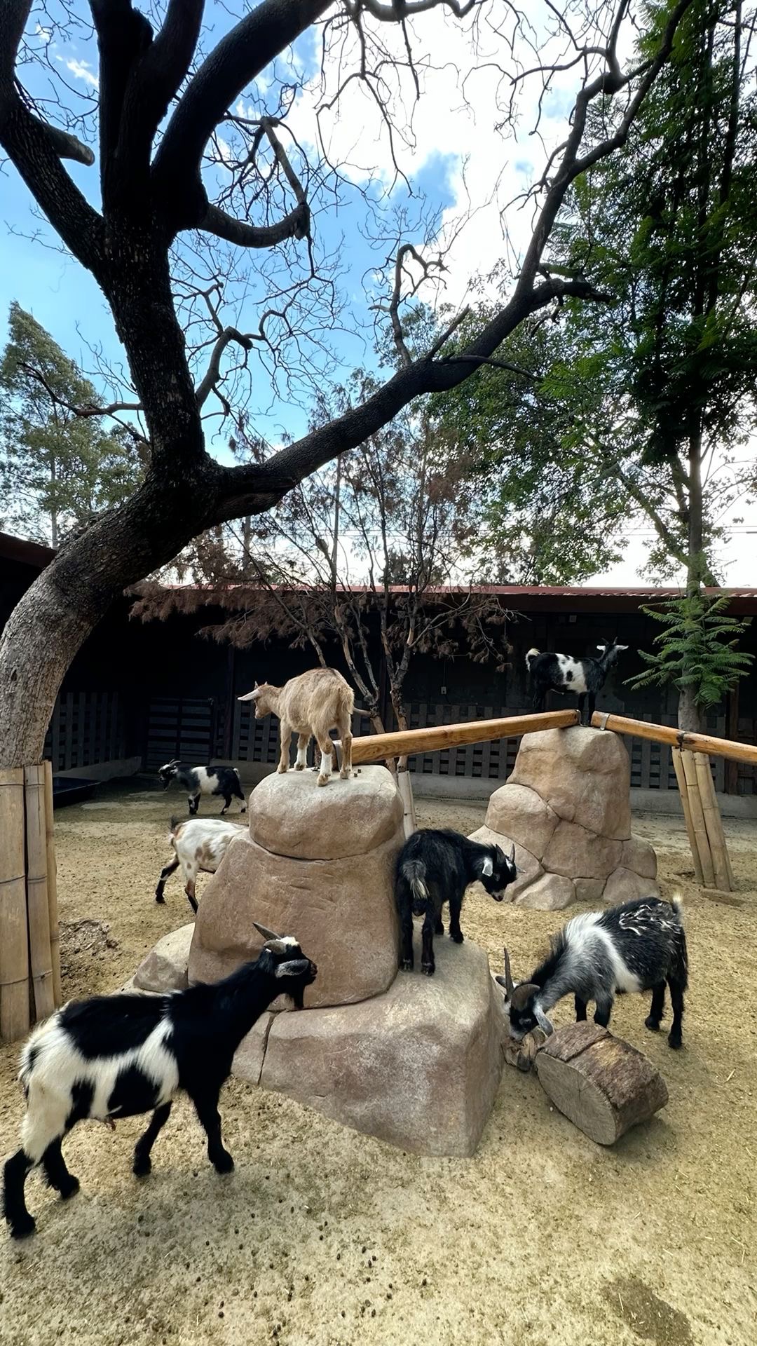 Đàn dê con leo trên các mỏm đá trong khu vui chơi