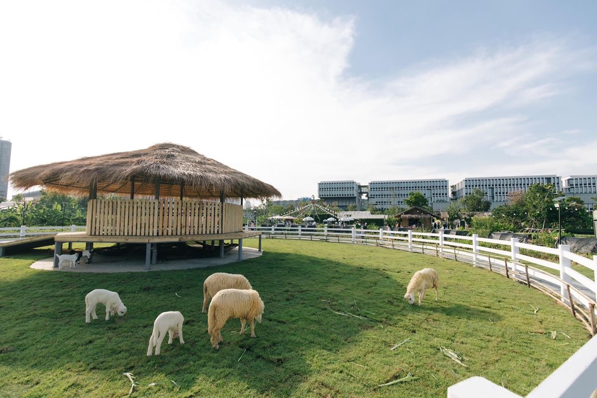 Đàn cừu gặm cỏ bên chòi lá trong vườn thú mini cho trẻ